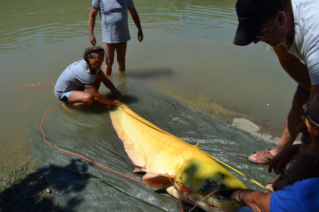 siluro albino de gran tamaño en Mequinenza