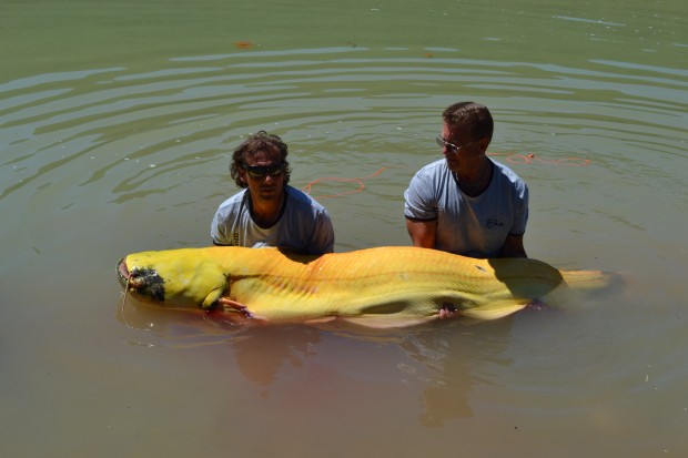 siluro albino de gran tamaño en Mequinenza