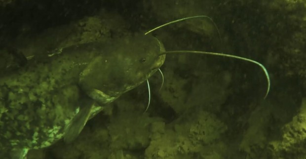 empresas de pesca deportiva de Mequinenza 
